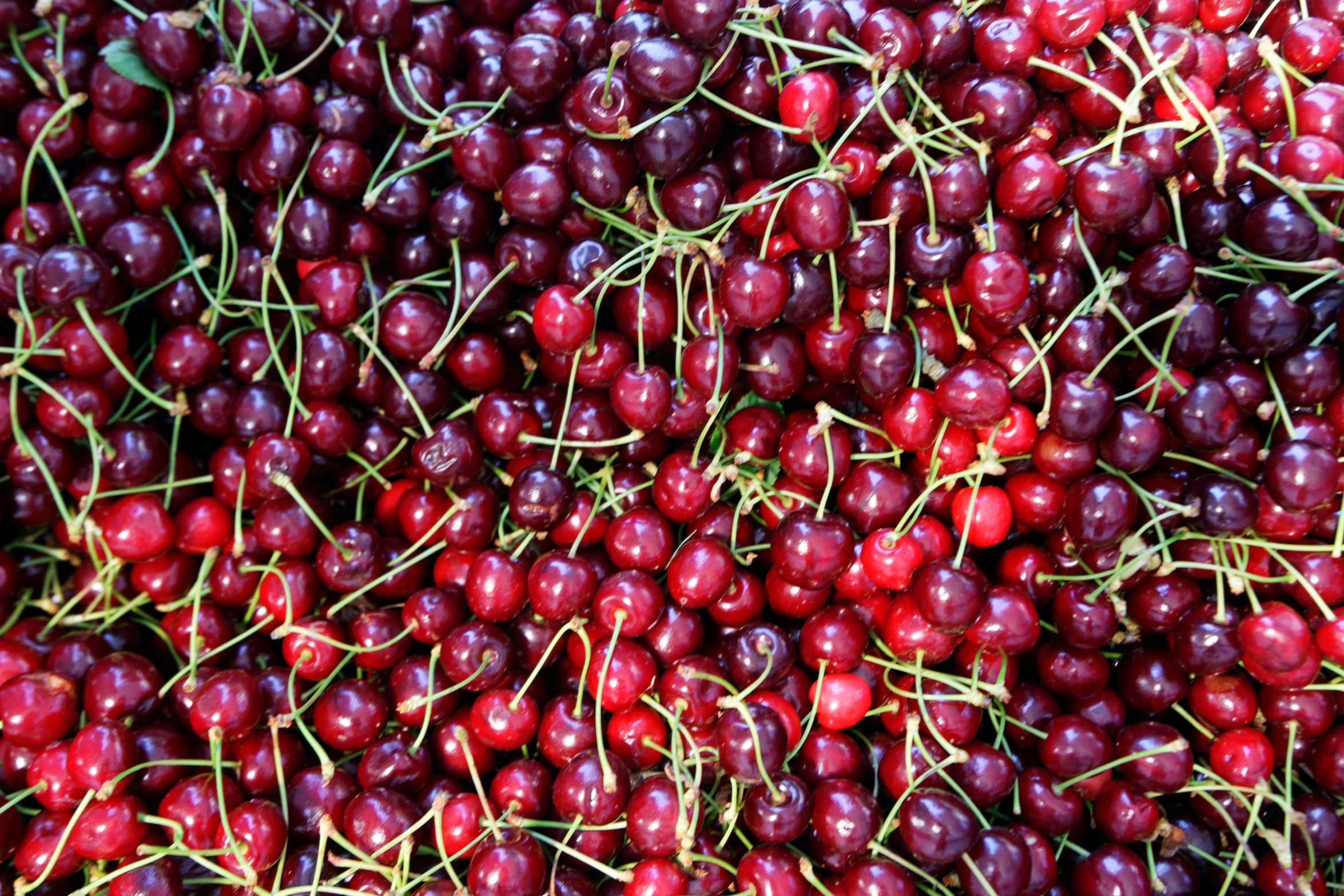 fresh cherries sitting on the ground for sale