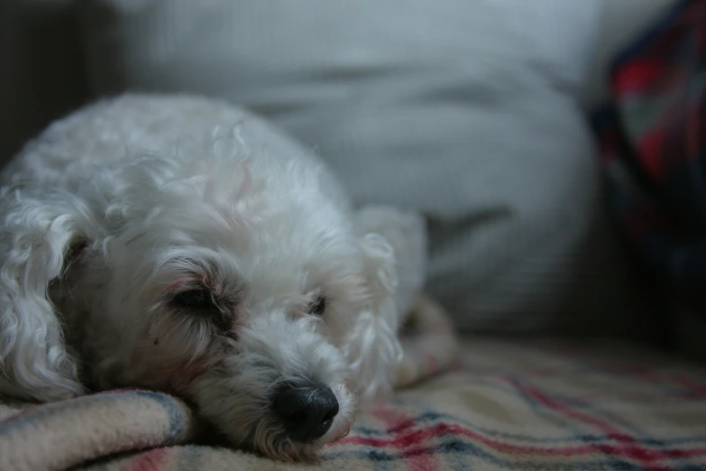 a small white dog laying on a bed