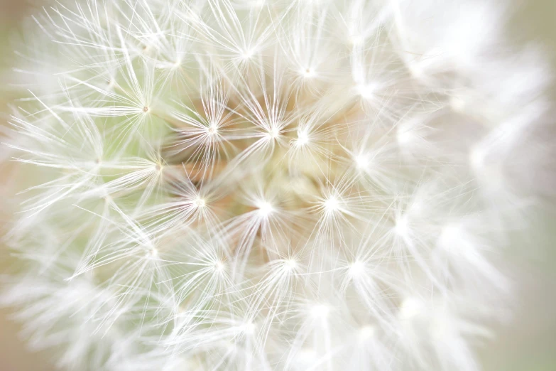 a close up view of a dandelion on a table