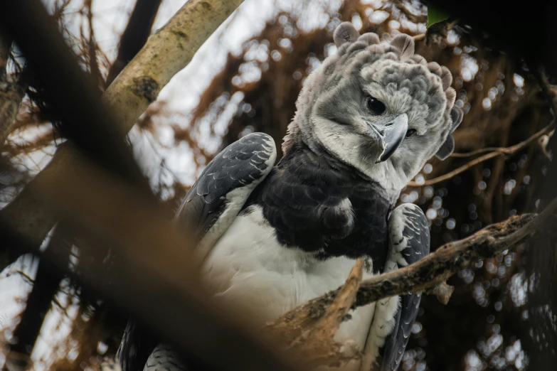 a bird that is perched on top of a tree nch