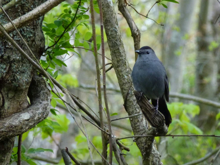 a black bird perched on a tree nch in a forest