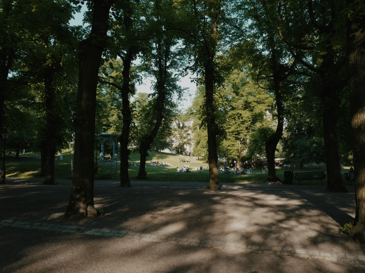 a tree lined road with grass and trees all around