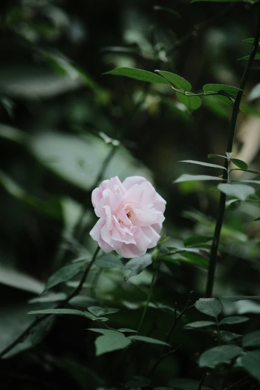 a pink rose sitting between green leaves