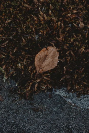 a small leaf lying in the middle of a field