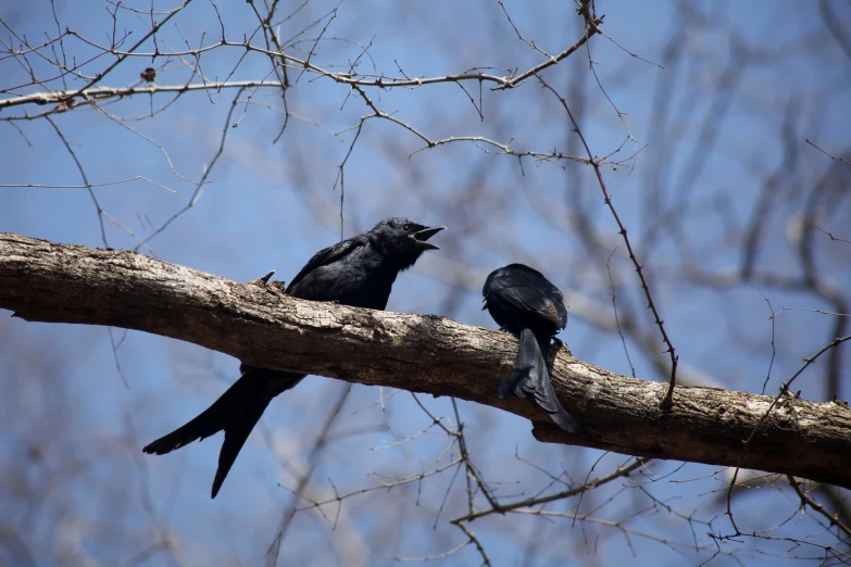 two black birds sitting on the nch of a tree