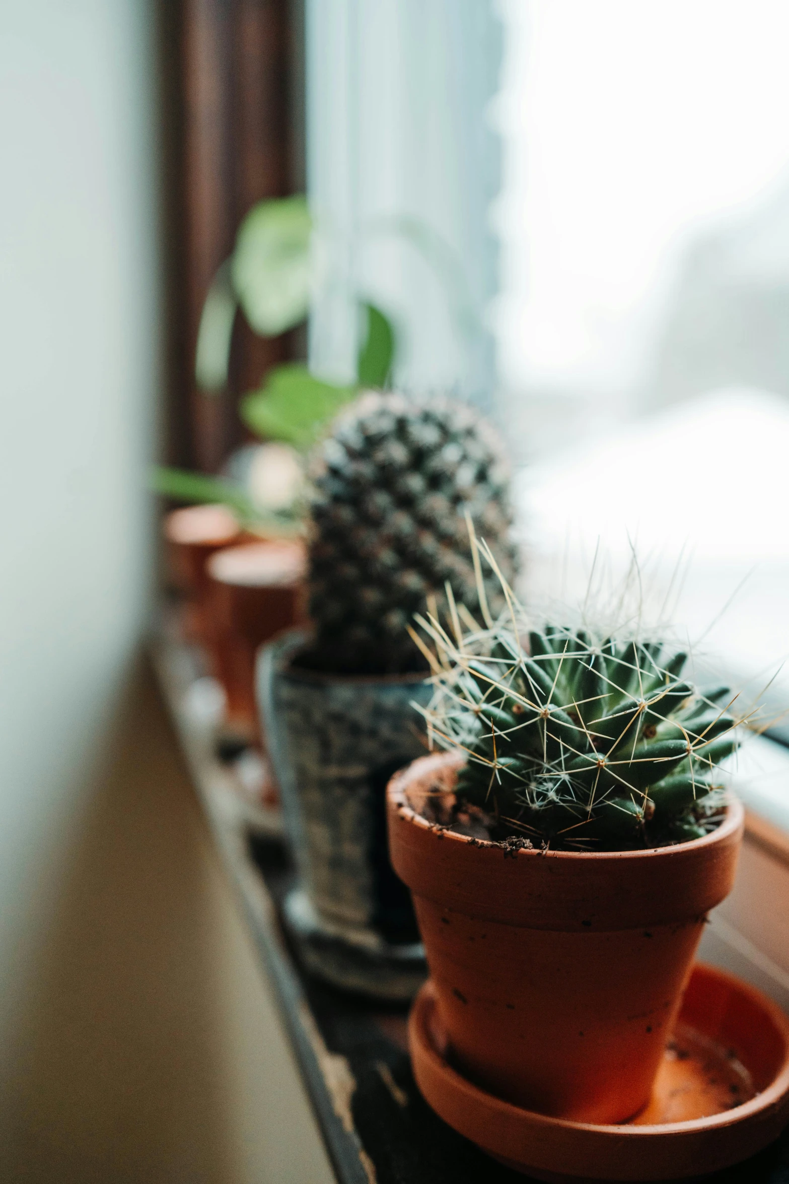 an assortment of pineapples are in small pots