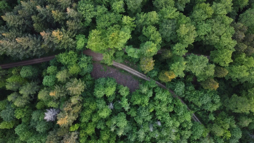a view from above at the top of many trees in the woods