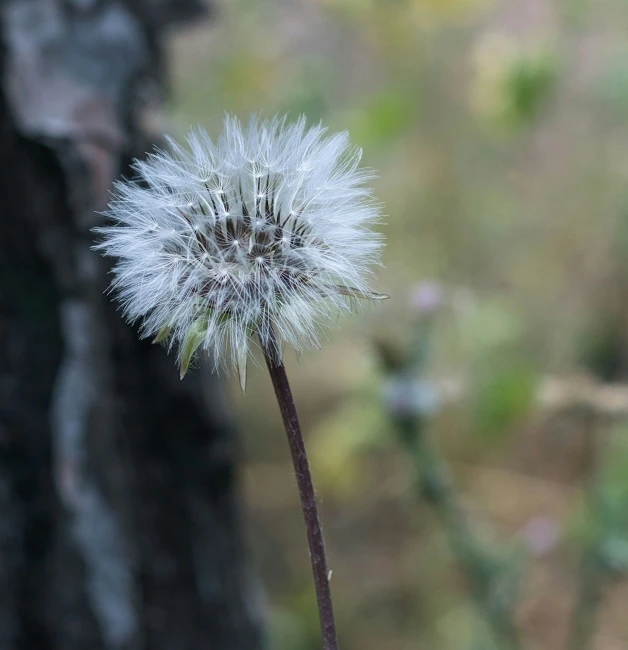 a single dandelion flower stands in a field