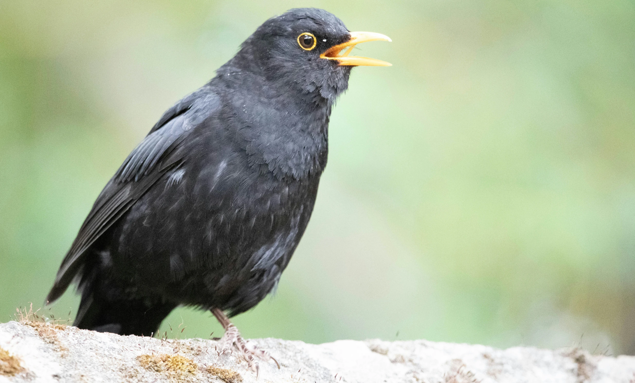 the black bird is standing on top of the rock