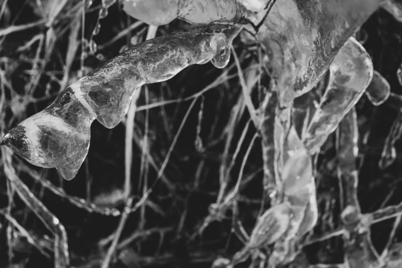 a group of leaves on a tree filled with ice