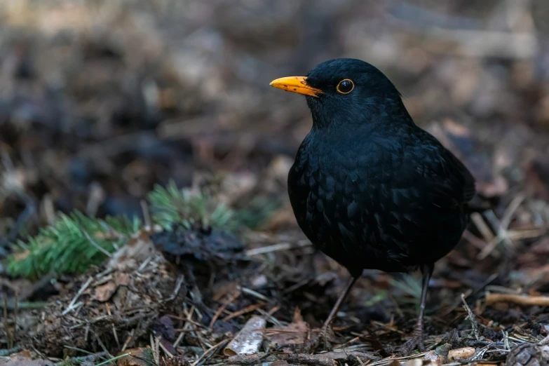 there is a bird that is standing in the forest