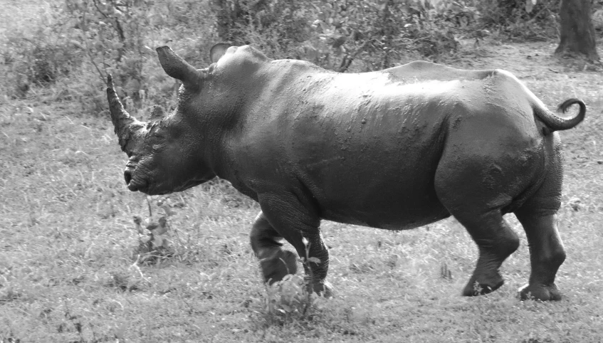 the rhino is walking through the grass