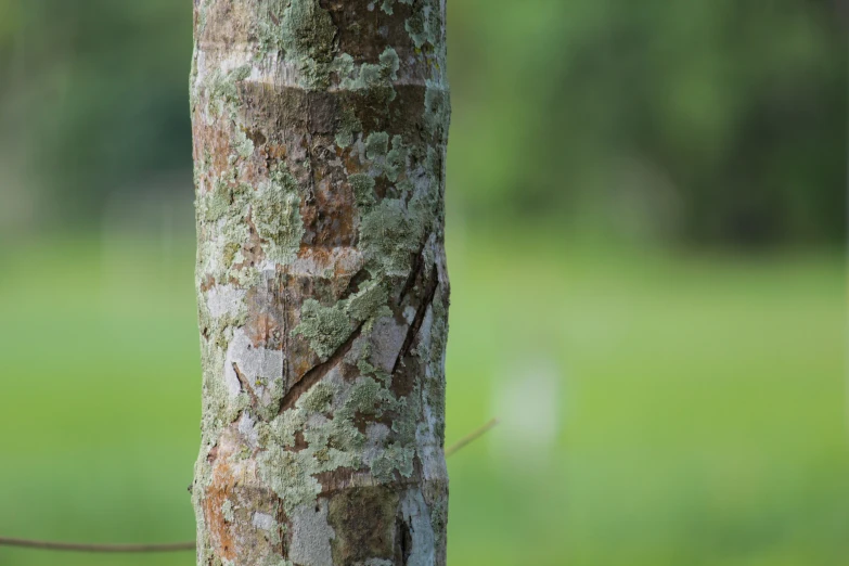 a close up of a tree trunk with a mossy nch