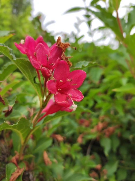 there are three little pink flowers on this plant