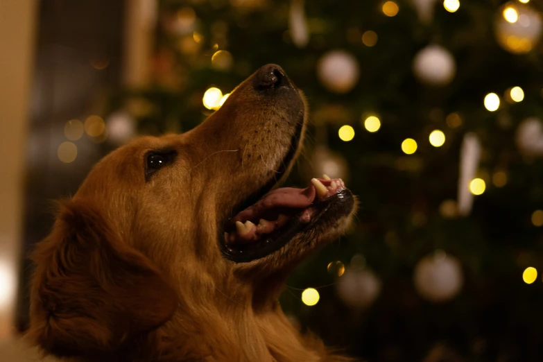 a close up view of a dog with its mouth open