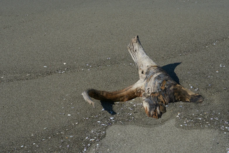 a dead animal lying in the sand on the beach