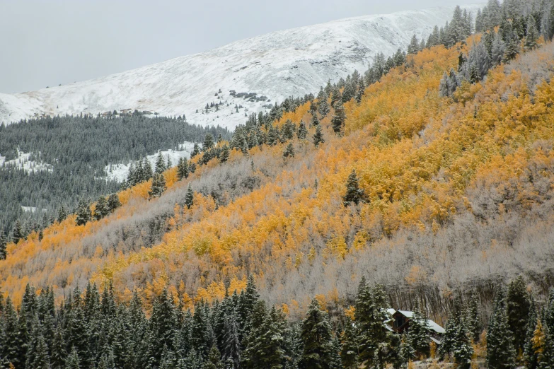 the snow covered mountain range features trees in autumn