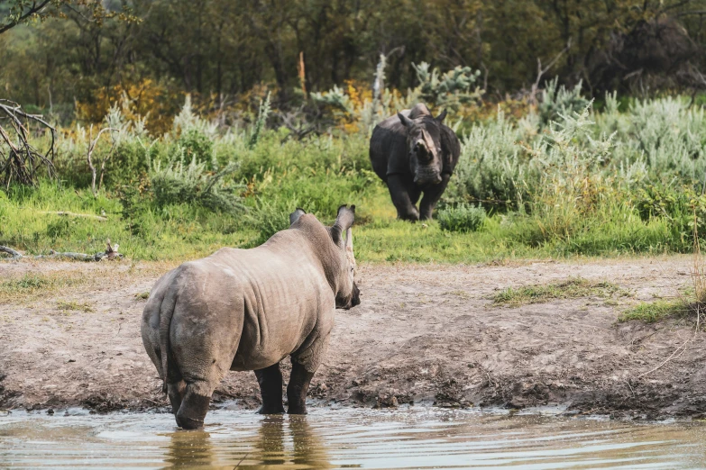 two rhinos are standing next to a body of water