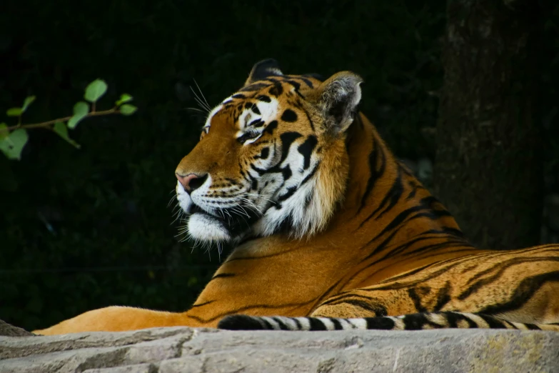 a large tiger laying down by the trees