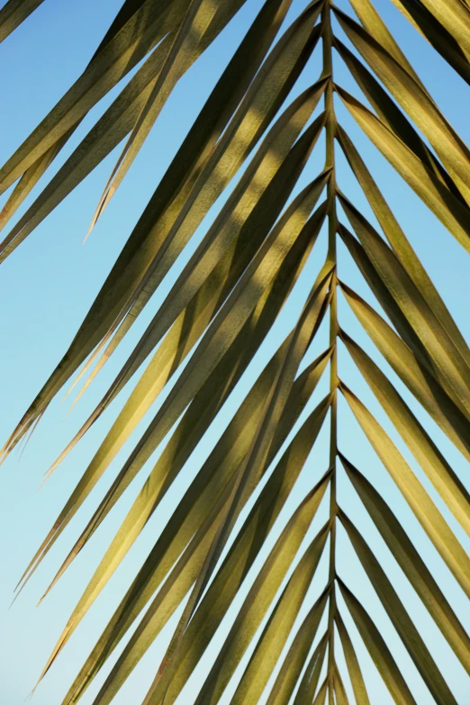 leaves of palm on a clear day with sky background