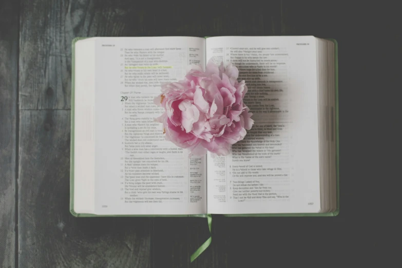 a book open to pages with a flower on top