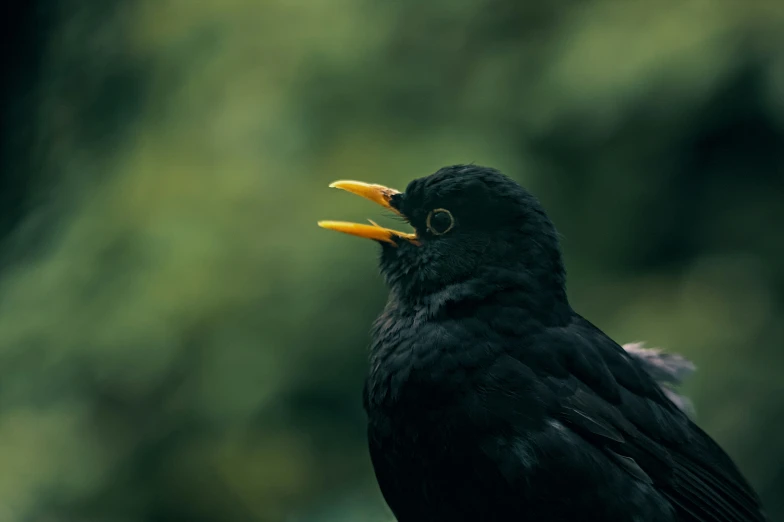 black bird with orange beak perching on nch