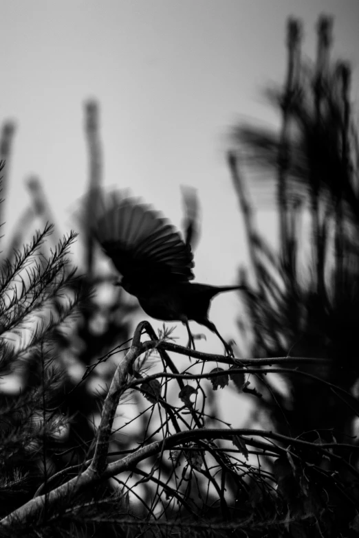 a black and white po of a bird in a tree