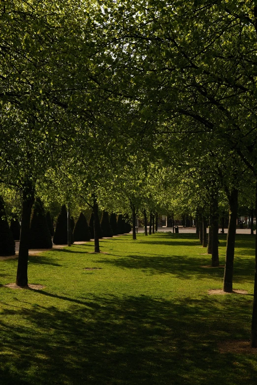 many trees line the path way in the park