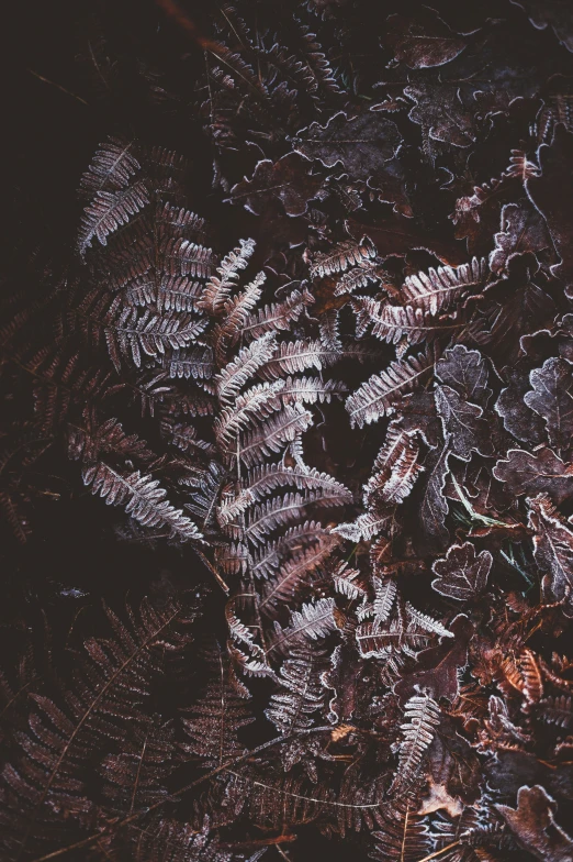 an abstract image of leaves on the ground