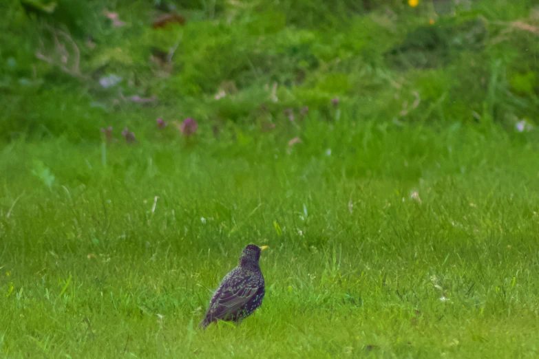 a bird sitting on the ground in a field