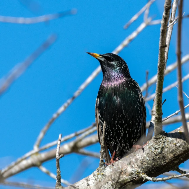 a bird perched on a tree nch with bright feathers