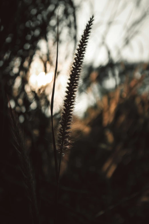 a bunch of thin green plants in the sunlight