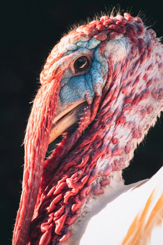 a closeup of the head and beak of a turkey