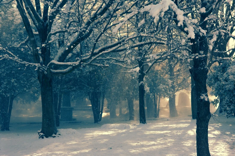 a snowy park is shown at night, with lots of trees in the background