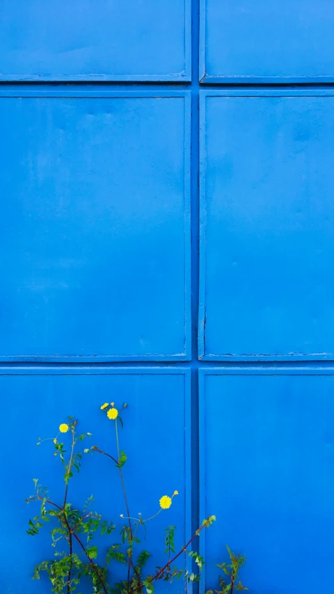 some flowers are next to a blue wall