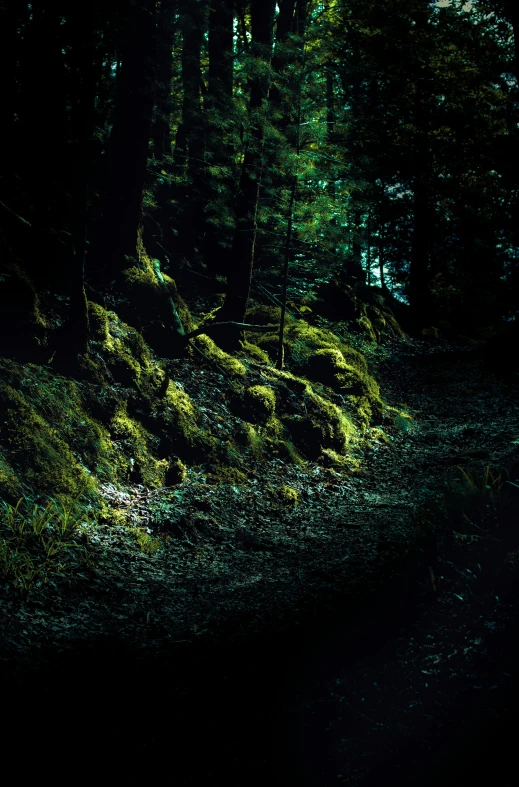 a road with moss on the ground near some trees