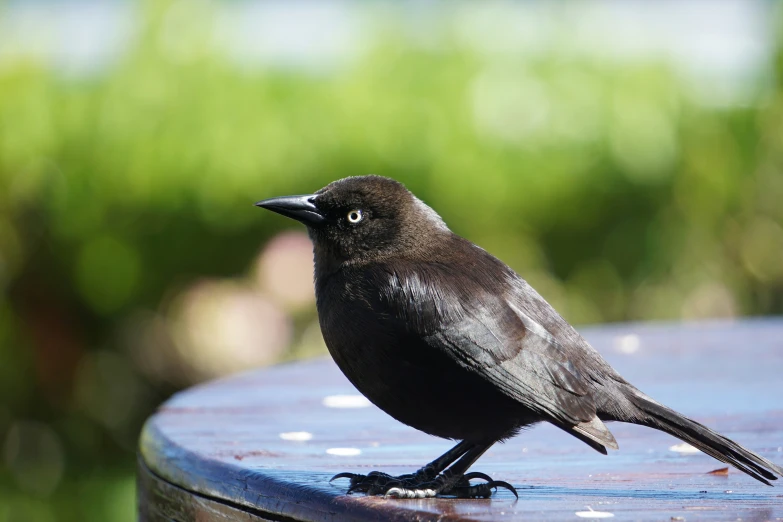 a black bird standing on top of a metal barrel