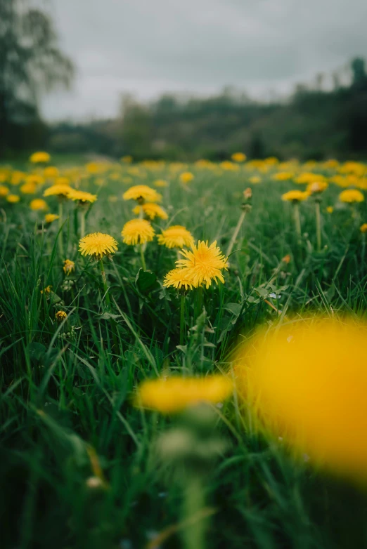 a field full of grass with yellow flowers