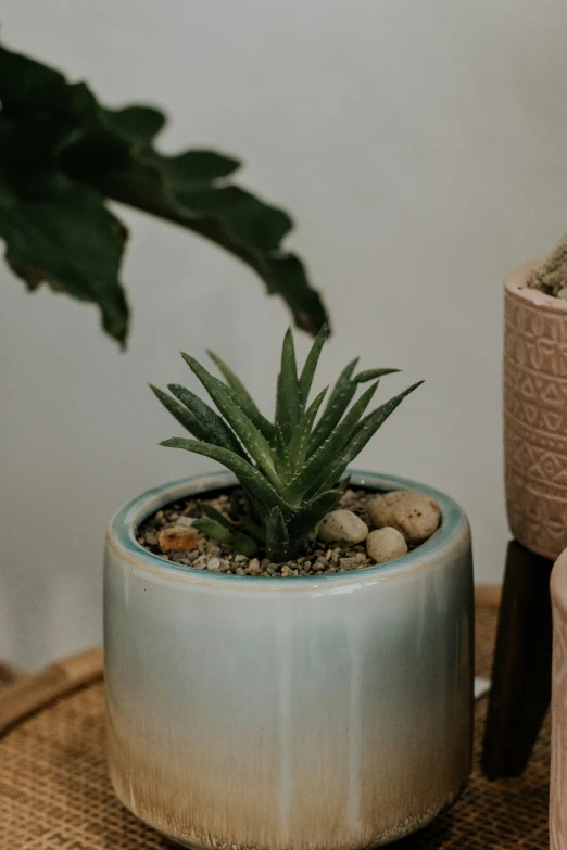 small potted plant sits near rocks and plants