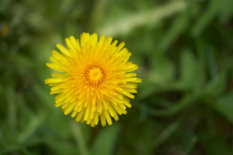 a single yellow flower sitting in the middle of green grass