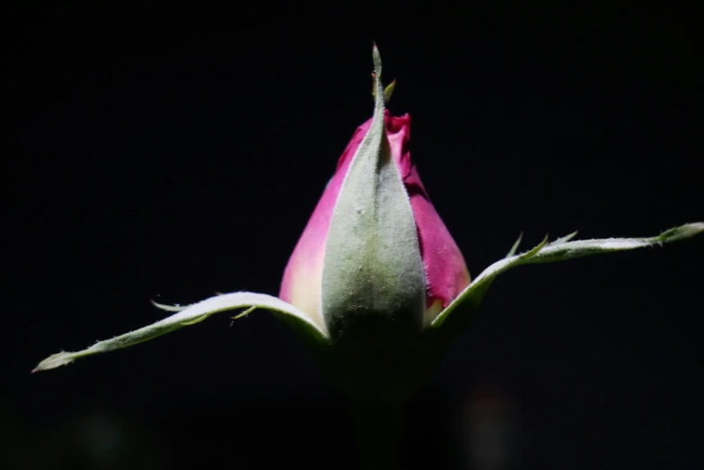 a large pink flower bud on top of a black table