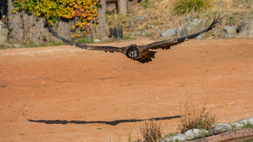 a bird is in mid flight with wings outstretched