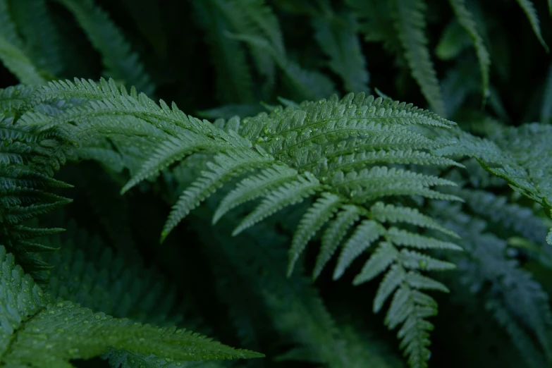 green leaves close up with black background