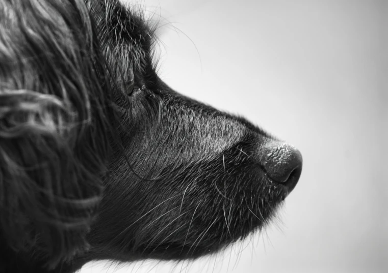 this is a black dog's profile with the wet fur on its face