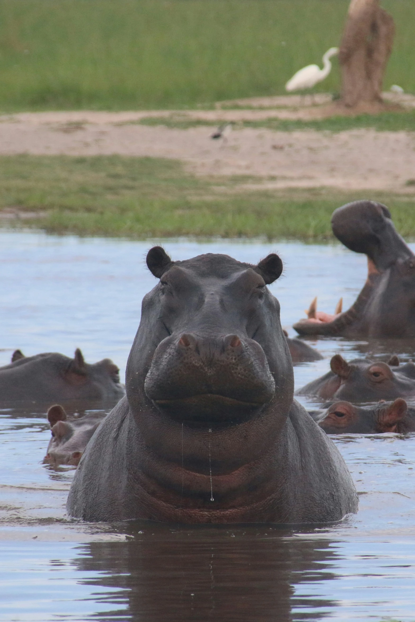 a hippo peers over water, as it stares at the camera