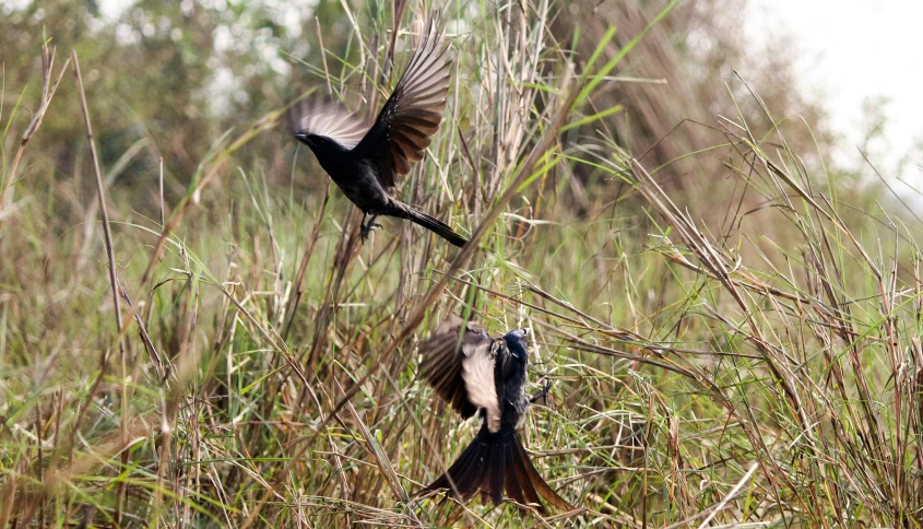 two birds flying over the top of some grass