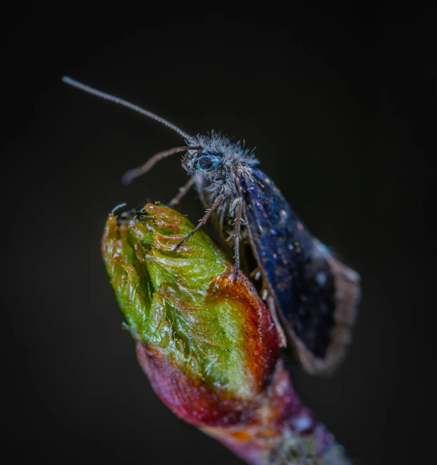 a blue insect sits atop the green bud