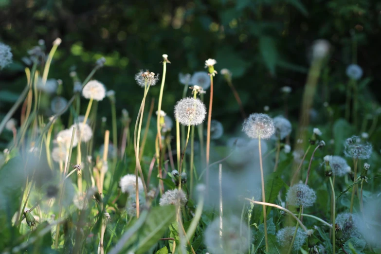 a field of dandelions surrounded by green grass