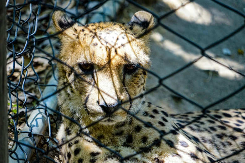 the small white cheetah has his eyes shut