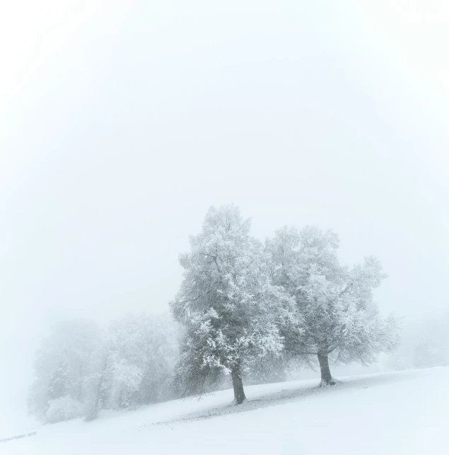 snow is falling on trees along a snowy path